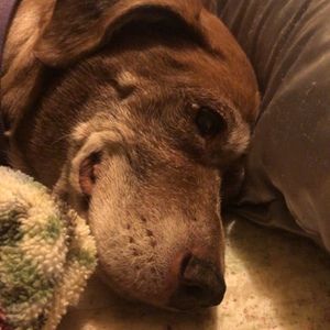 Meet your Posher, Dana